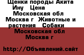 Щенки породы Акита-Ину › Цена ­ 60 000 - Московская обл., Москва г. Животные и растения » Собаки   . Московская обл.,Москва г.